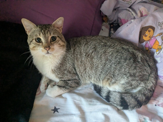 Adopter Hippolyte