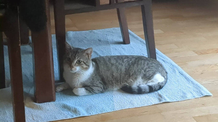 Adoption Hippolyte