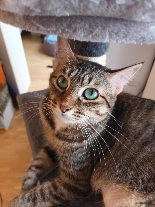 Adopter Gisele