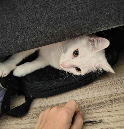 Adopter Snow