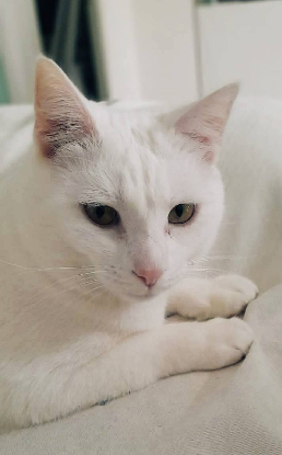 Adopter Snow