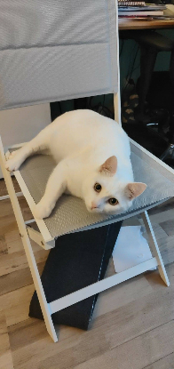Adopter Snow