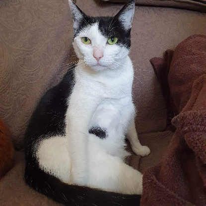 Adopter Mina