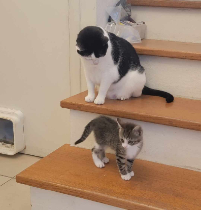 Adoption Mina