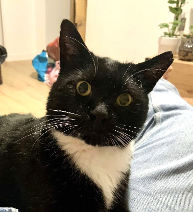 Adopter Mars