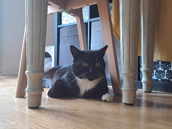 Adoption Mars