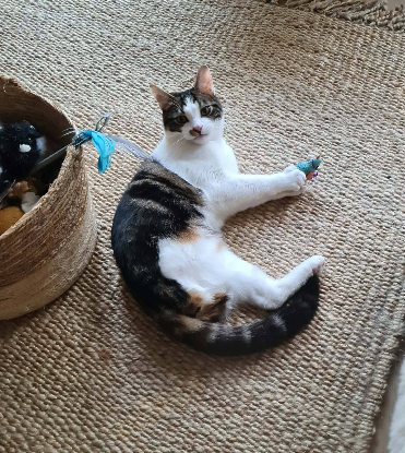 Adopter Iris et hermes