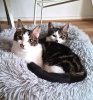 Iris et hermes