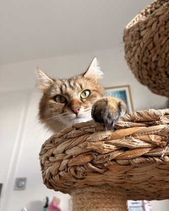 Adopter Plume