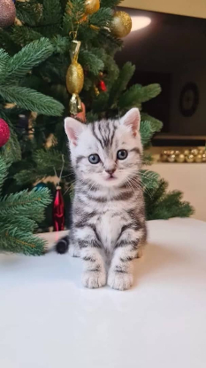 Adopter Soins
