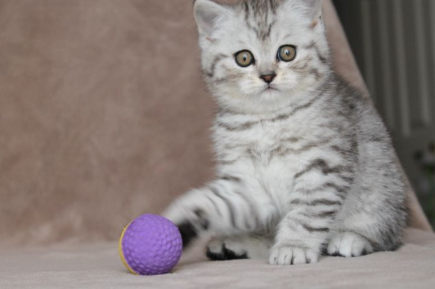 Adopter Soins
