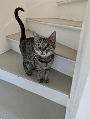 Adopter Aphrodite