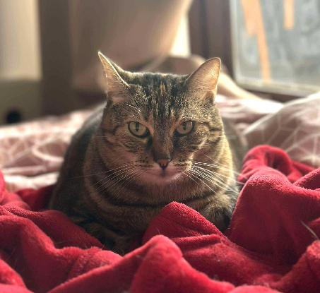 Adopter Brownie