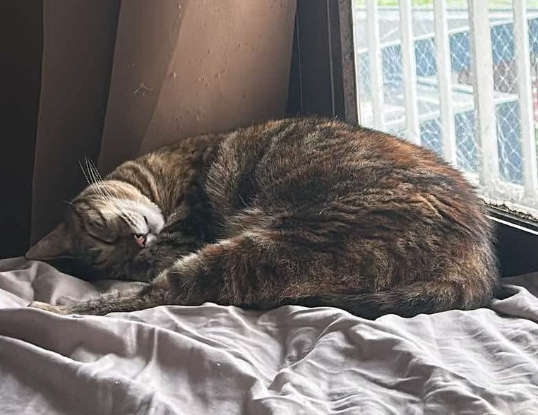 Adopter Brownie