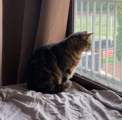 Adoption Brownie