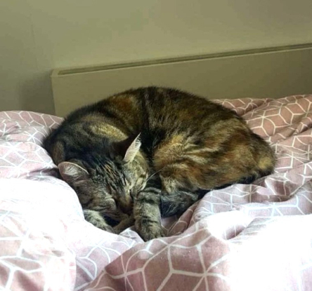 Adoption Brownie