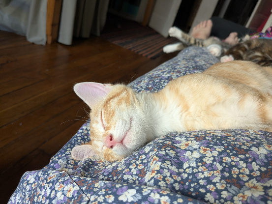Adopter Argos