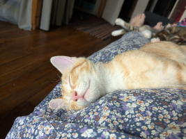 Adopter  chat : Argos