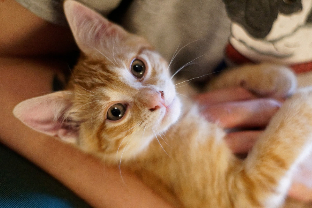 Adopter Argos