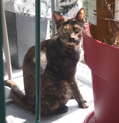 Adopter Indina