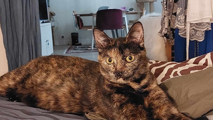 Adopter Indina