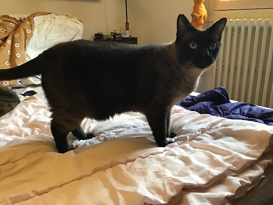 Adoption Tchan