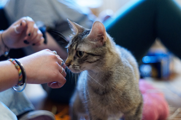 Adopter Bulle