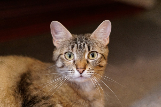 Adopter Bulle