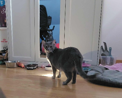 Adoption Chipie