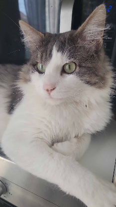 Adopter Sylvestre