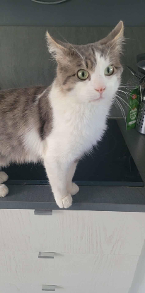 Adopter Sylvestre