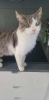 Sylvestre