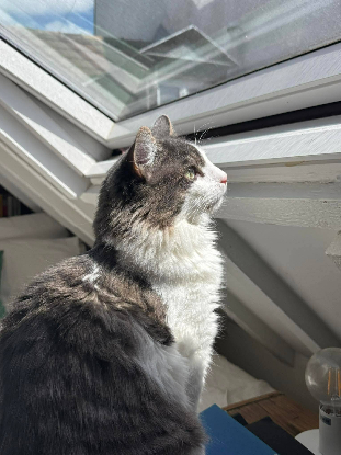 Adoption Sylvestre