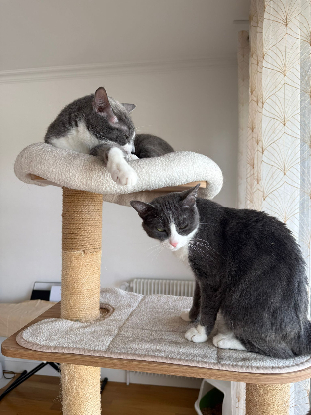 Adopter Snow et stimpleton