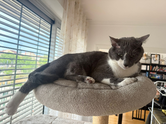 Adopter Snow et stimpleton