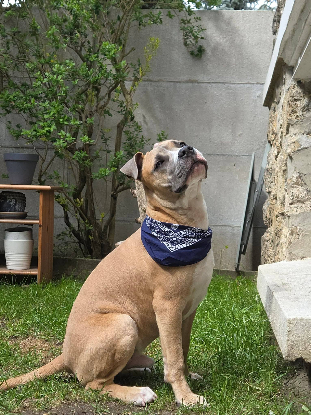 Adoption Kalah