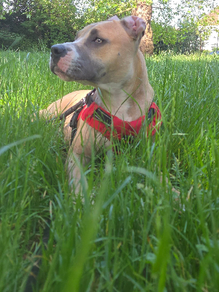 Adopter Kalah