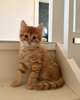 Adopter Polochon
