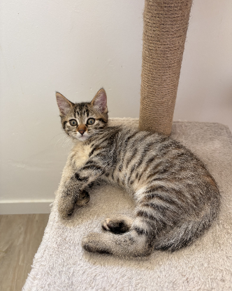 Adopter Clochette