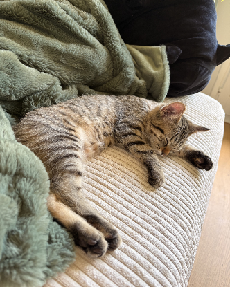Adopter Clochette