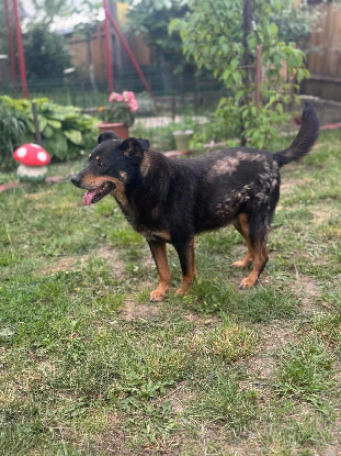 Adopter Raven