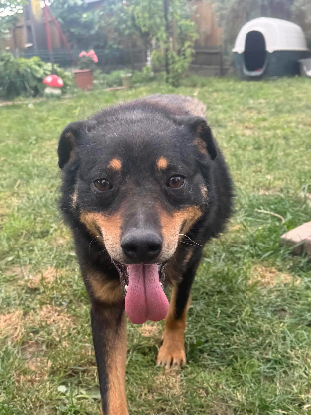 Adopter Raven