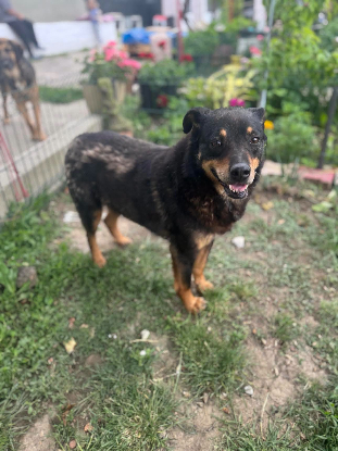 Adopter Raven