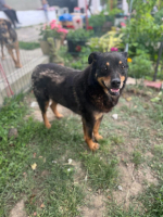 Adopter  chien : Raven