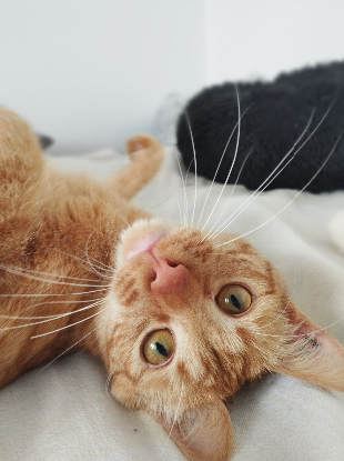 Adopter Elio