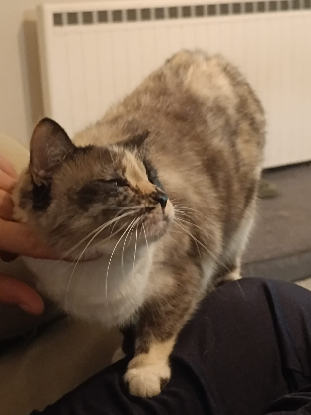 Adoption Héméra