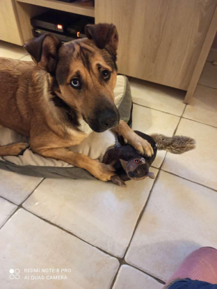 Adopter Saïko