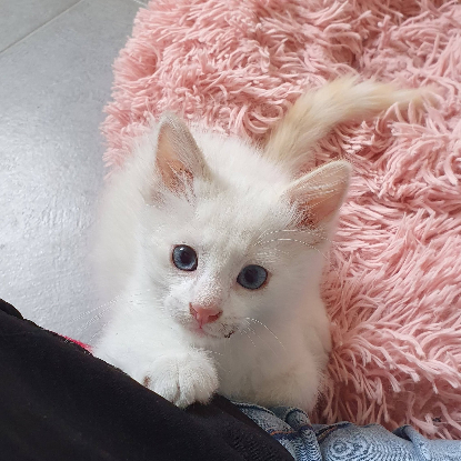Adopter Inayo