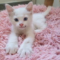 Adopter  chat : Inayo