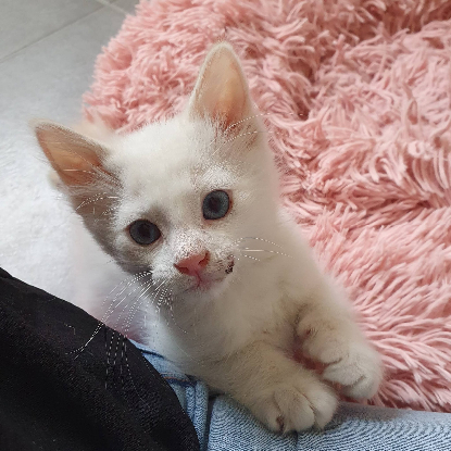 Adopter Inayo